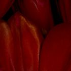Ein Tulpen-Strauß