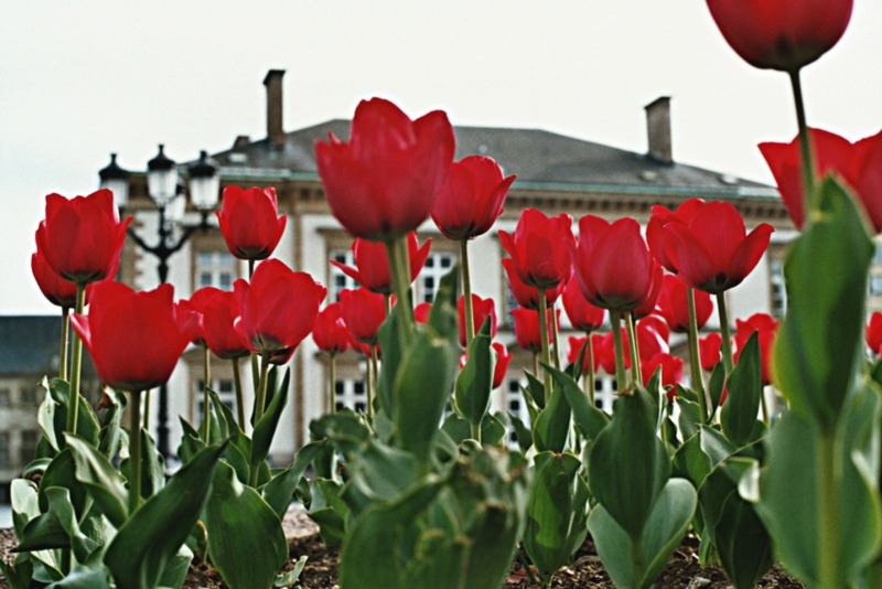 Ein Tulpenbeet in Luxemburg