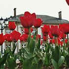 Ein Tulpenbeet in Luxemburg