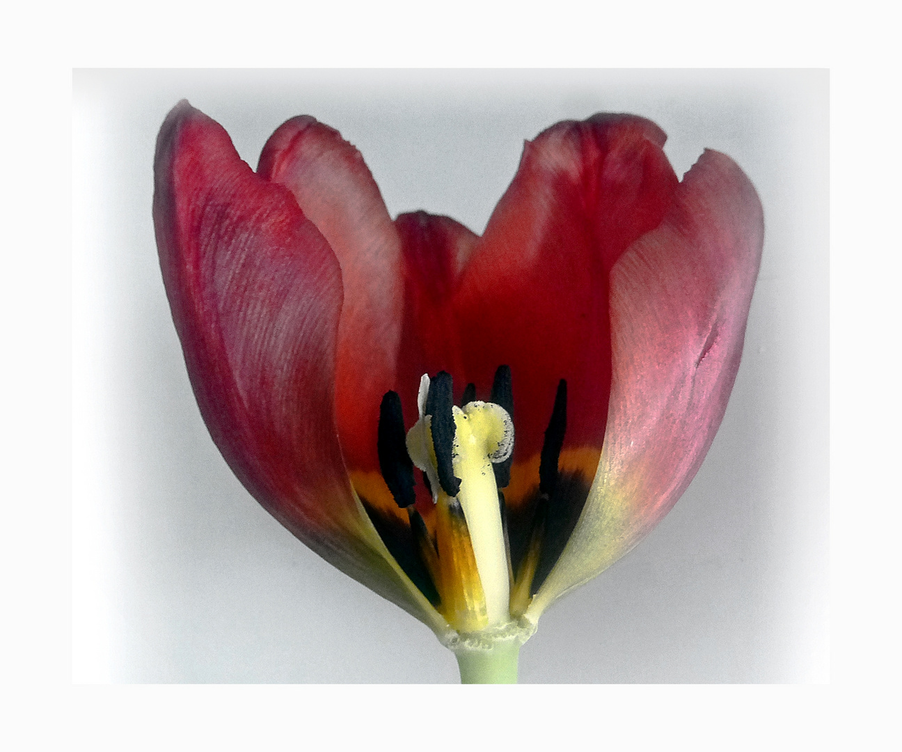 Ein Tulpenbild