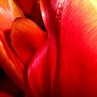 Ein Tulpenblüte in voller Farbe