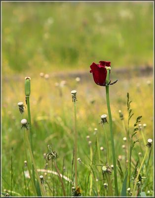 Ein Tulpenherbst im Mai