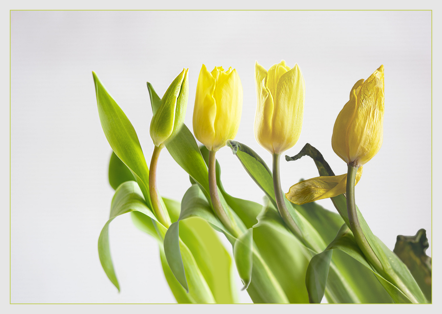 Ein Tulpenleben lang