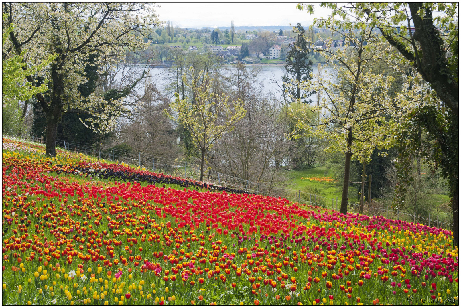 EIn Tulpenmeer