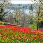 EIn Tulpenmeer