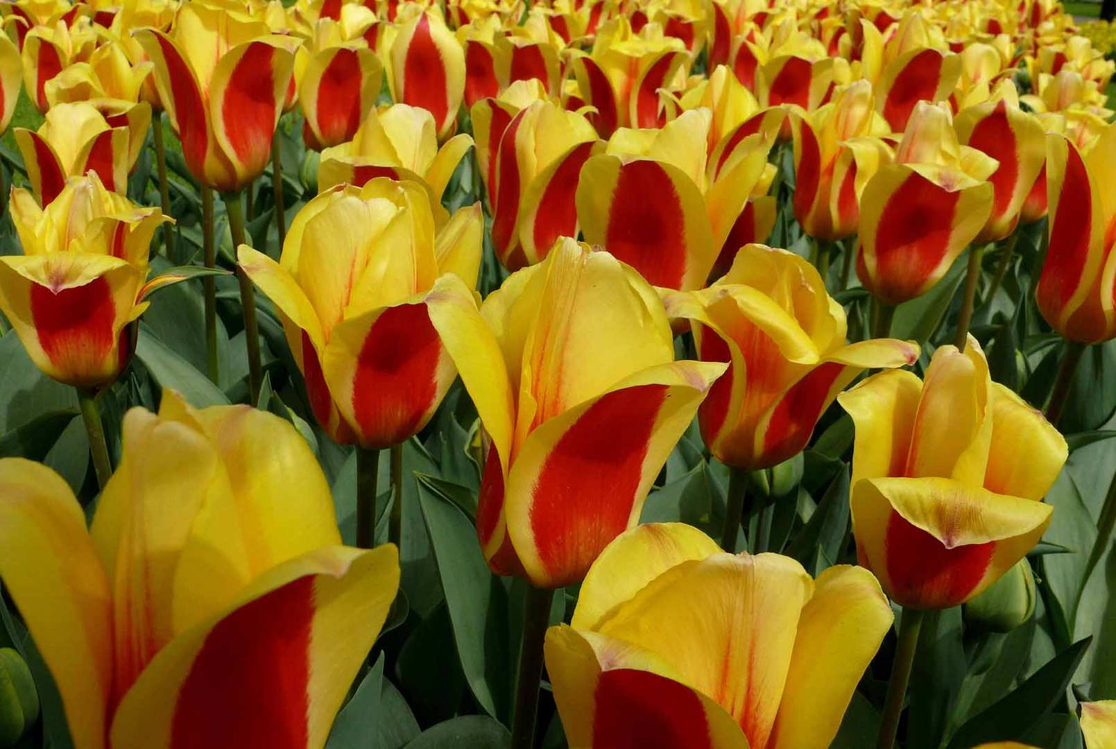 Ein TULPENMEER