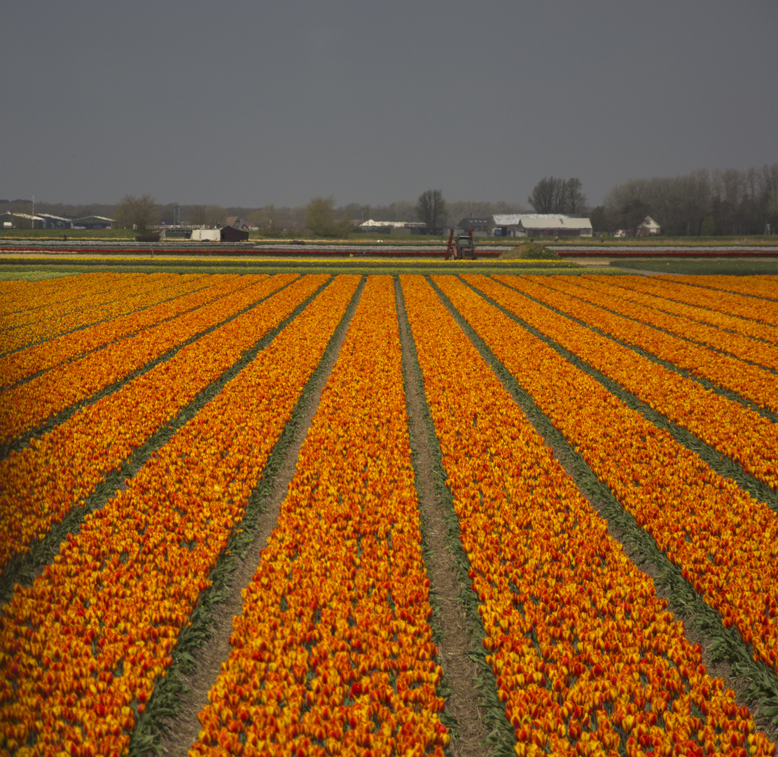 Ein Tulpenmeer