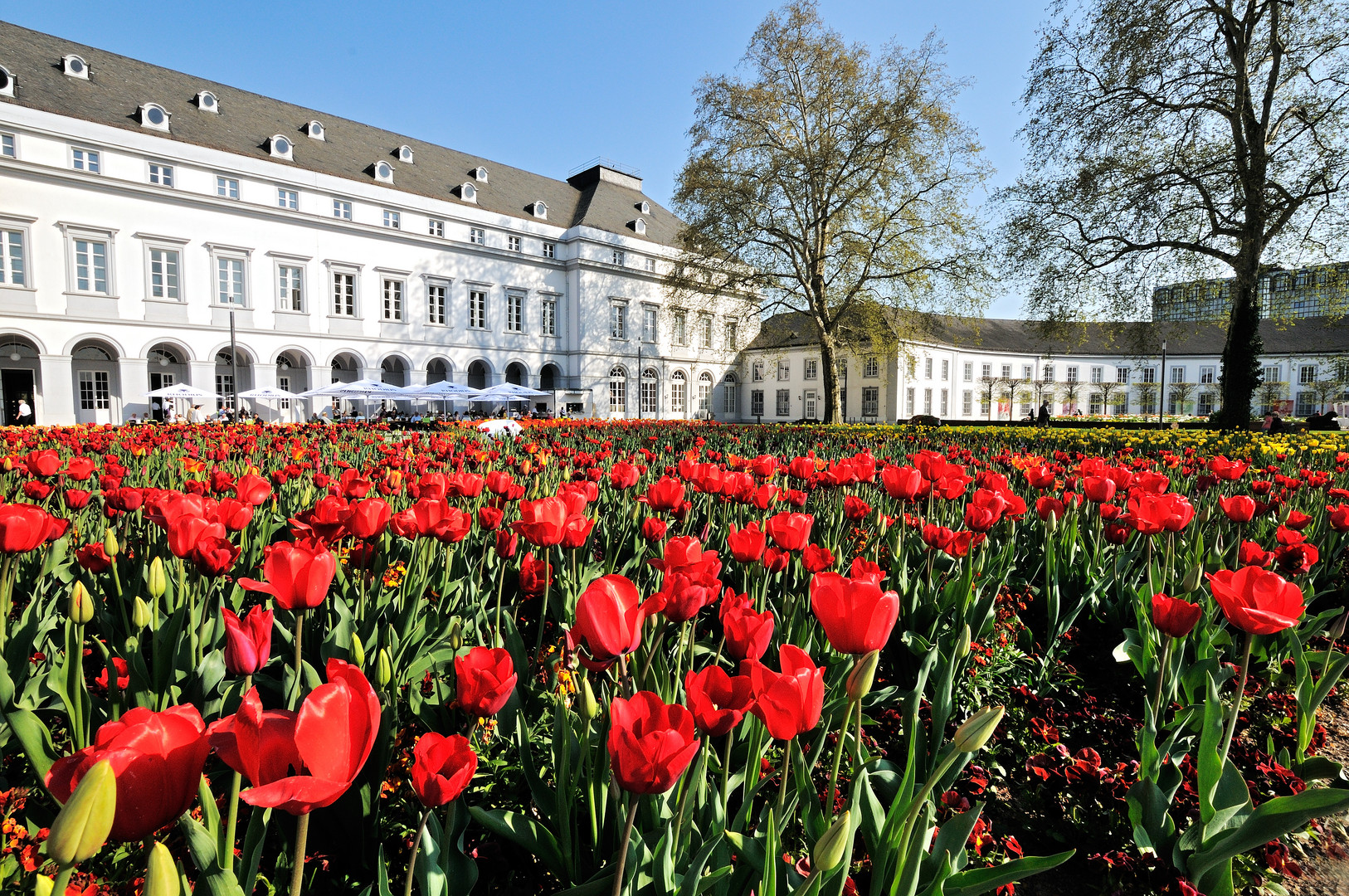 Ein Tulpenmeer