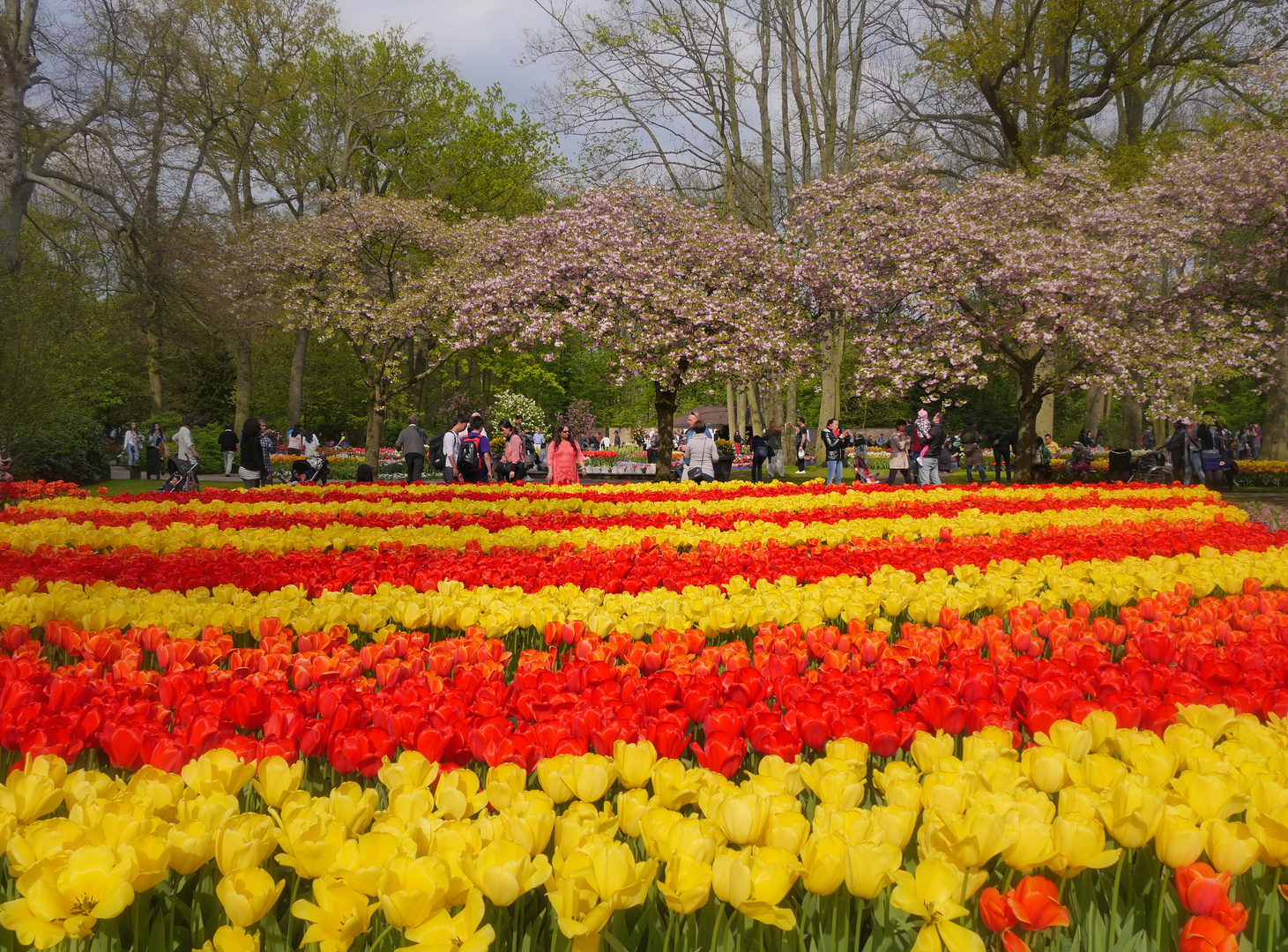 Ein Tulpenmeer in spanischen Farben....