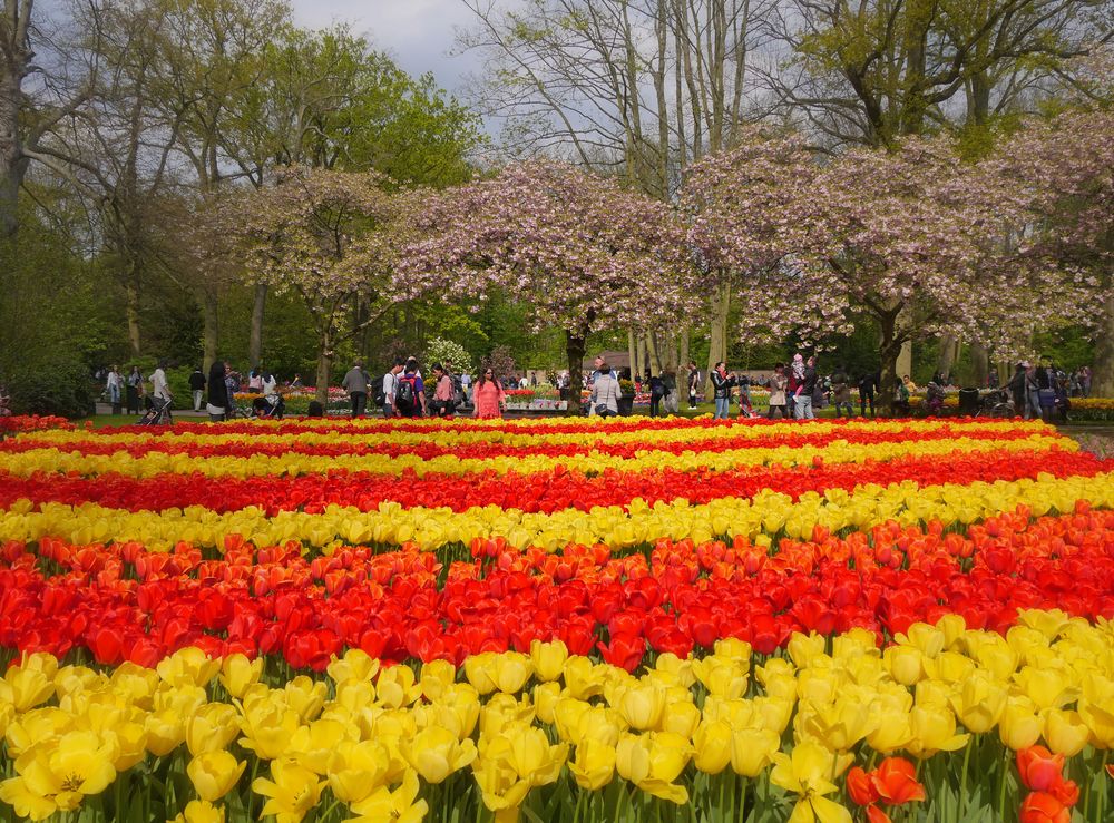 Ein Tulpenmeer in spanischen Farben....