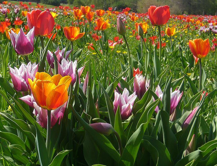 Ein Tulpenmeer so weit das Auge reicht