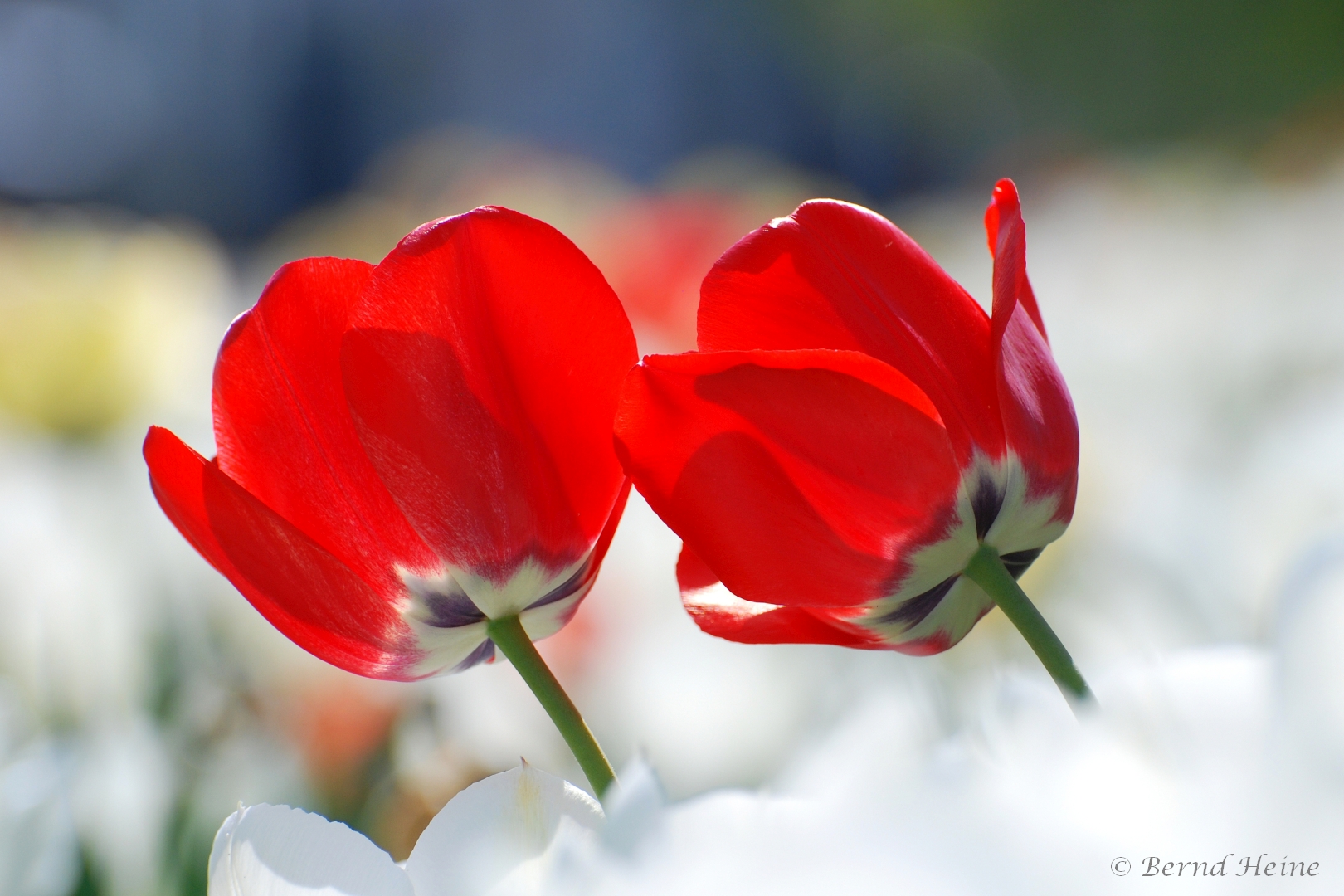 Ein Tulpenpärchen