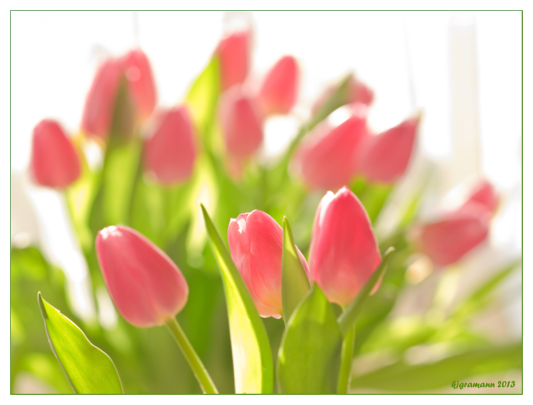 ein tulpenstrauss auf der fensterbank......