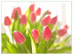 ein tulpenstrauss auf der fensterbank......