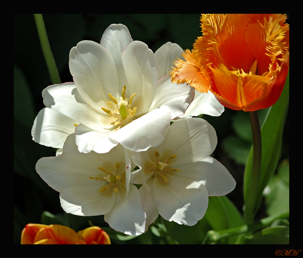 Ein Tulpenstrauß gefällig?