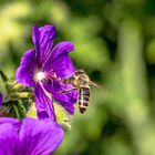 Ein Tummelplatz für Bienen ...