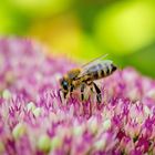 Ein Tummelplatz für Insekten ...