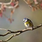 ein Tupfer Frühling