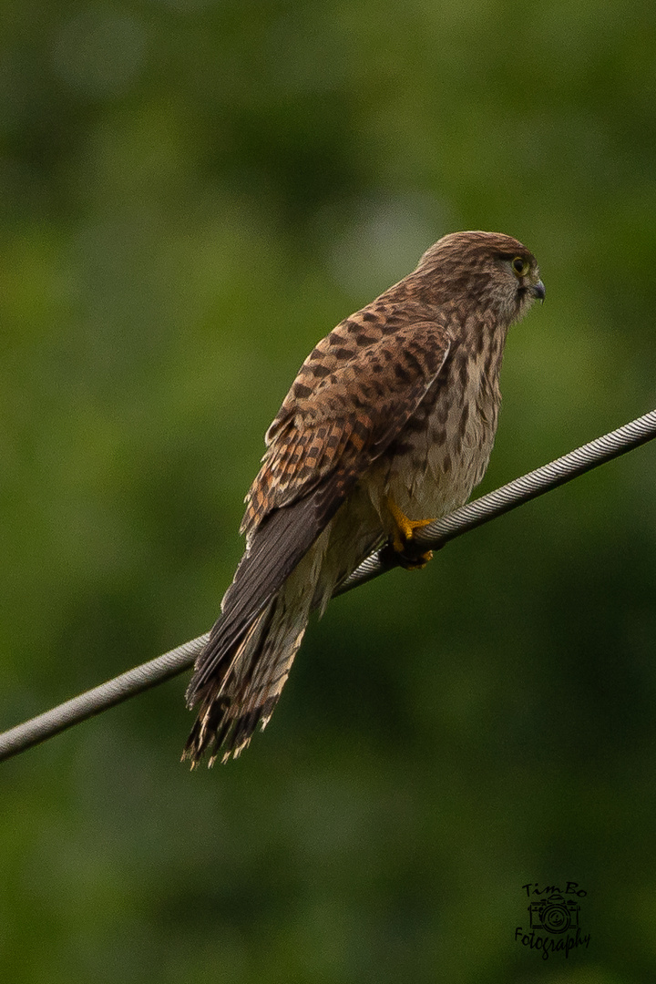 Ein Turmfalke am Wegesrand