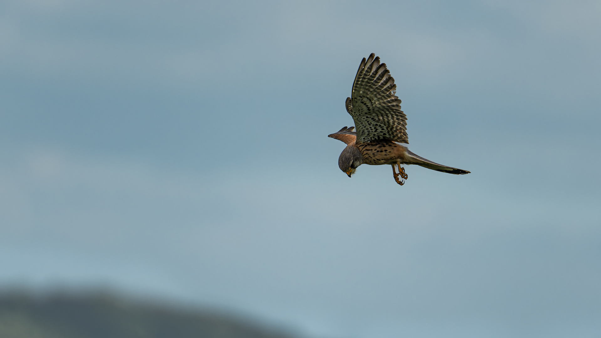 Ein Turmfalke auf Beutejagd