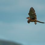 Ein Turmfalke auf Beutejagd