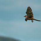 Ein Turmfalke auf Beutejagd