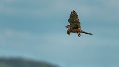 Ein Turmfalke auf Beutejagd