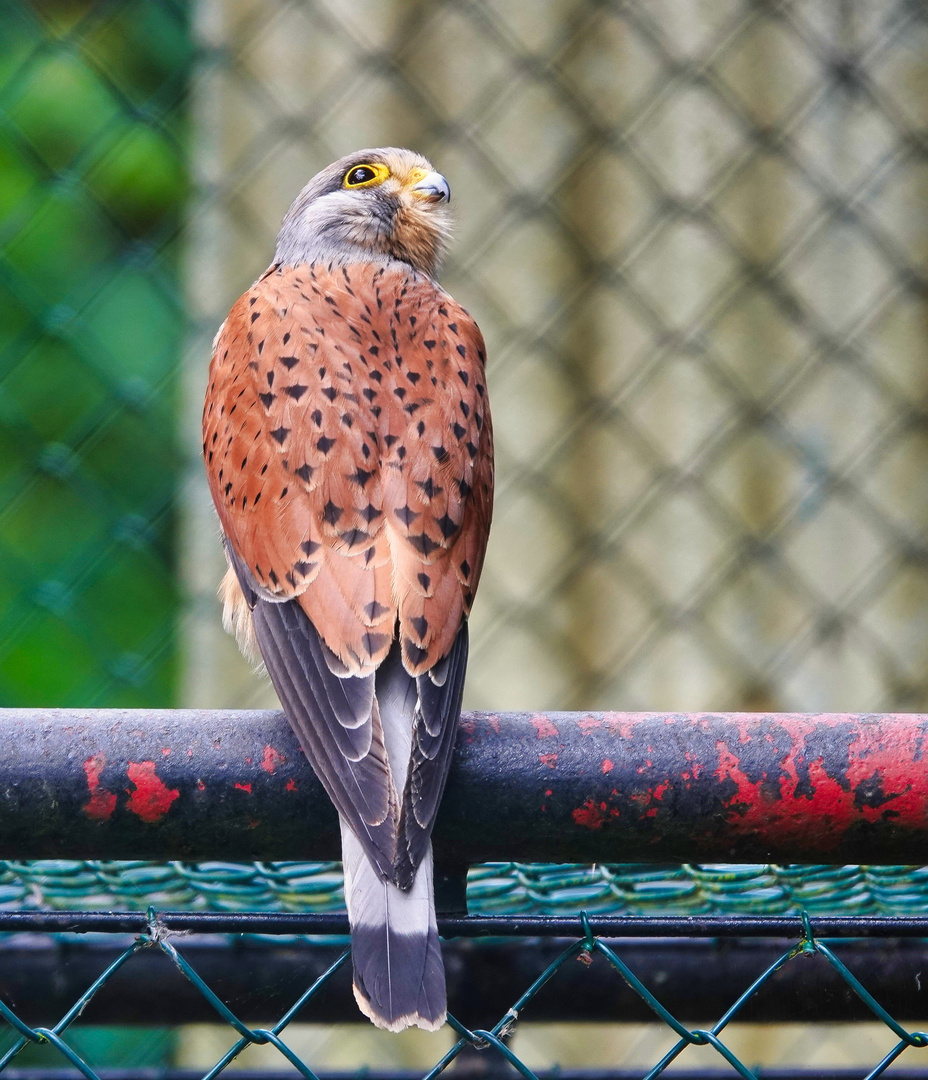 Ein Turmfalke 