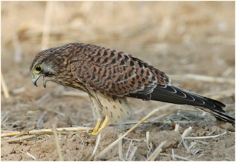 Ein Turmfalke