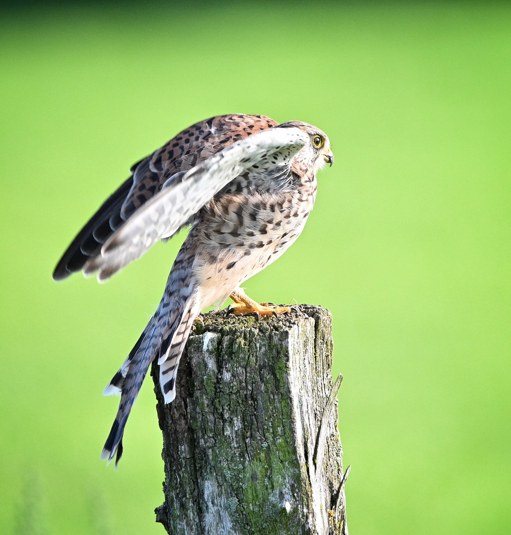 Ein Turmfalke genießt die Abendsonne