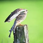 Ein Turmfalke genießt die Abendsonne