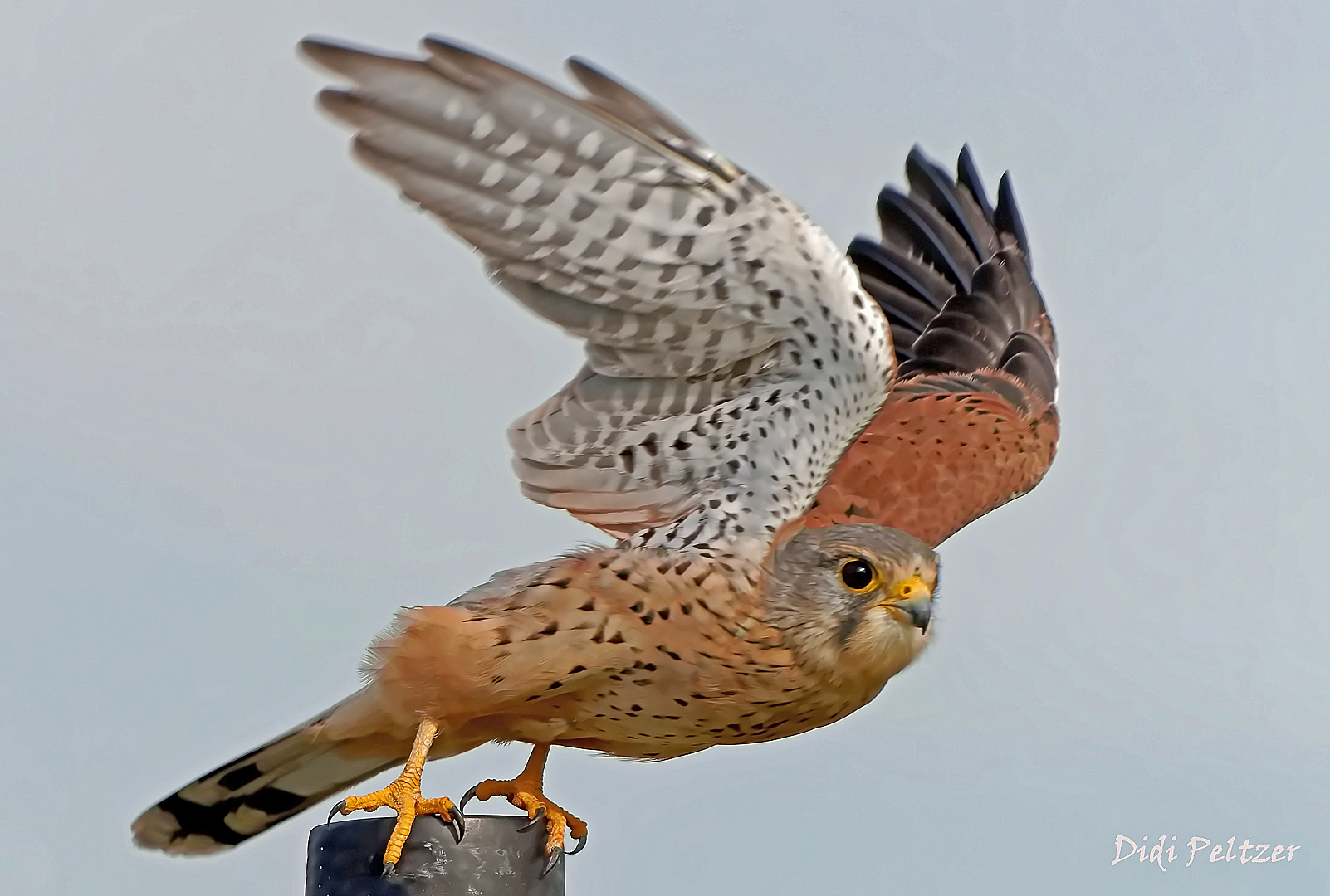 Ein Turmfalke hebt ab zum "Take off" ...