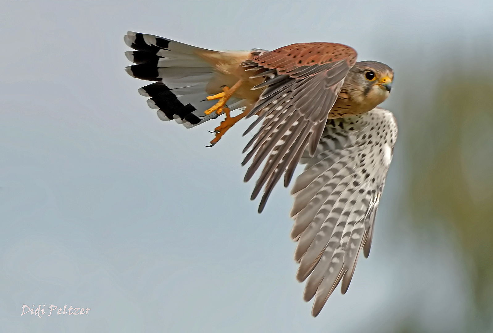 Ein Turmfalke hebt ab zum "Take off" (2) ...