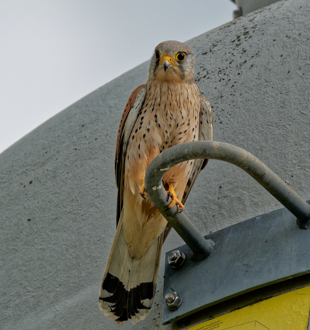 Ein Turmfalke ruht sich auf dem Silogriff aus