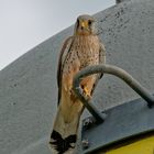 Ein Turmfalke ruht sich auf dem Silogriff aus