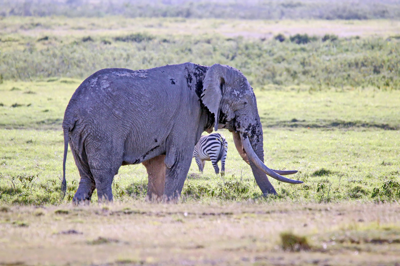 ein Tusker