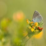 ein typischer Frühlings-Bläuling... Glaucopsyche_alexis