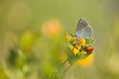 ein typischer Frühlings-Bläuling... Glaucopsyche_alexis