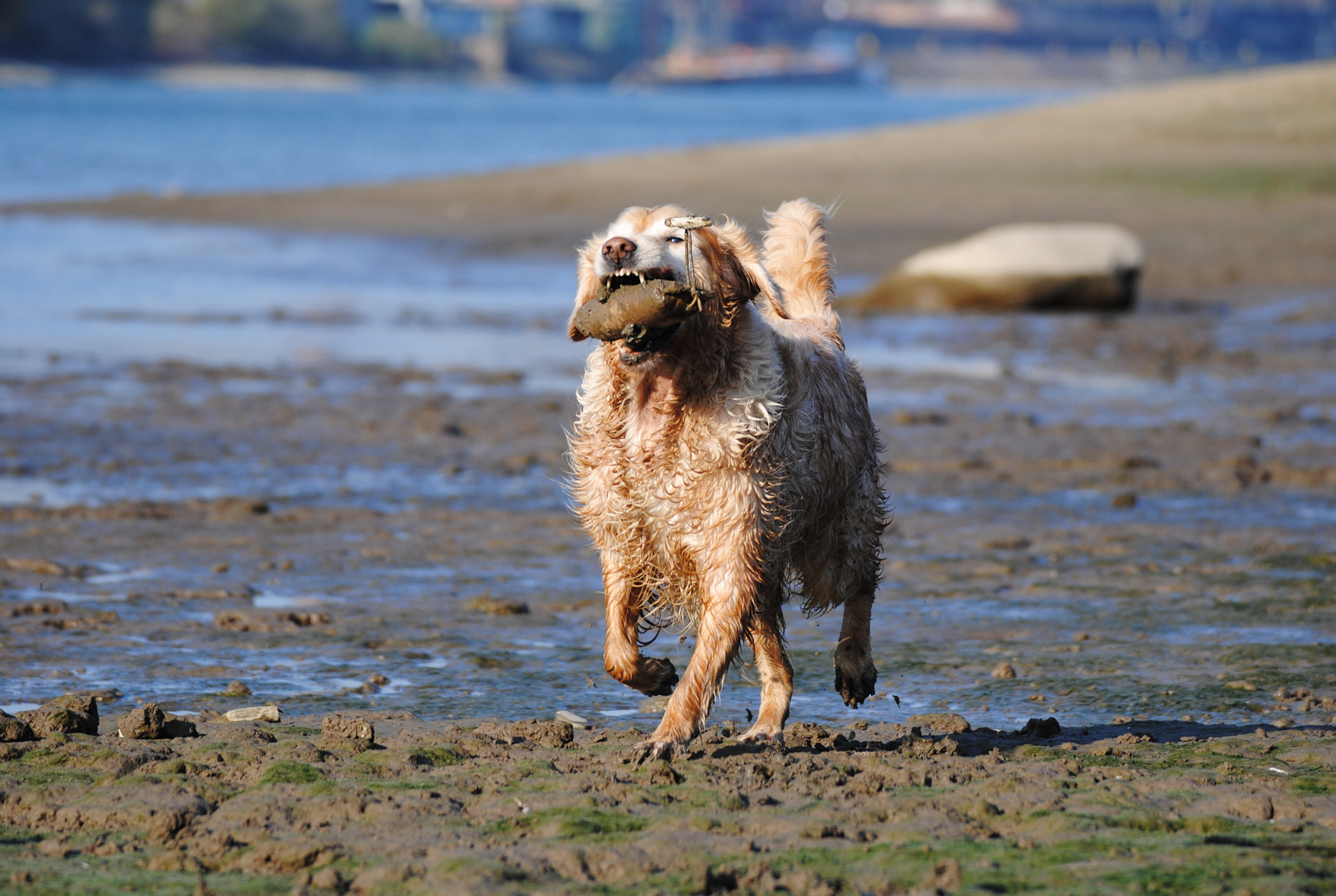 Ein typischer Golden Retriever