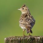 Ein typischer Vogel des Offenlandes......