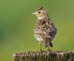 Ein typischer Vogel des Offenlandes......