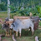 ein typisches Viñales- Foto