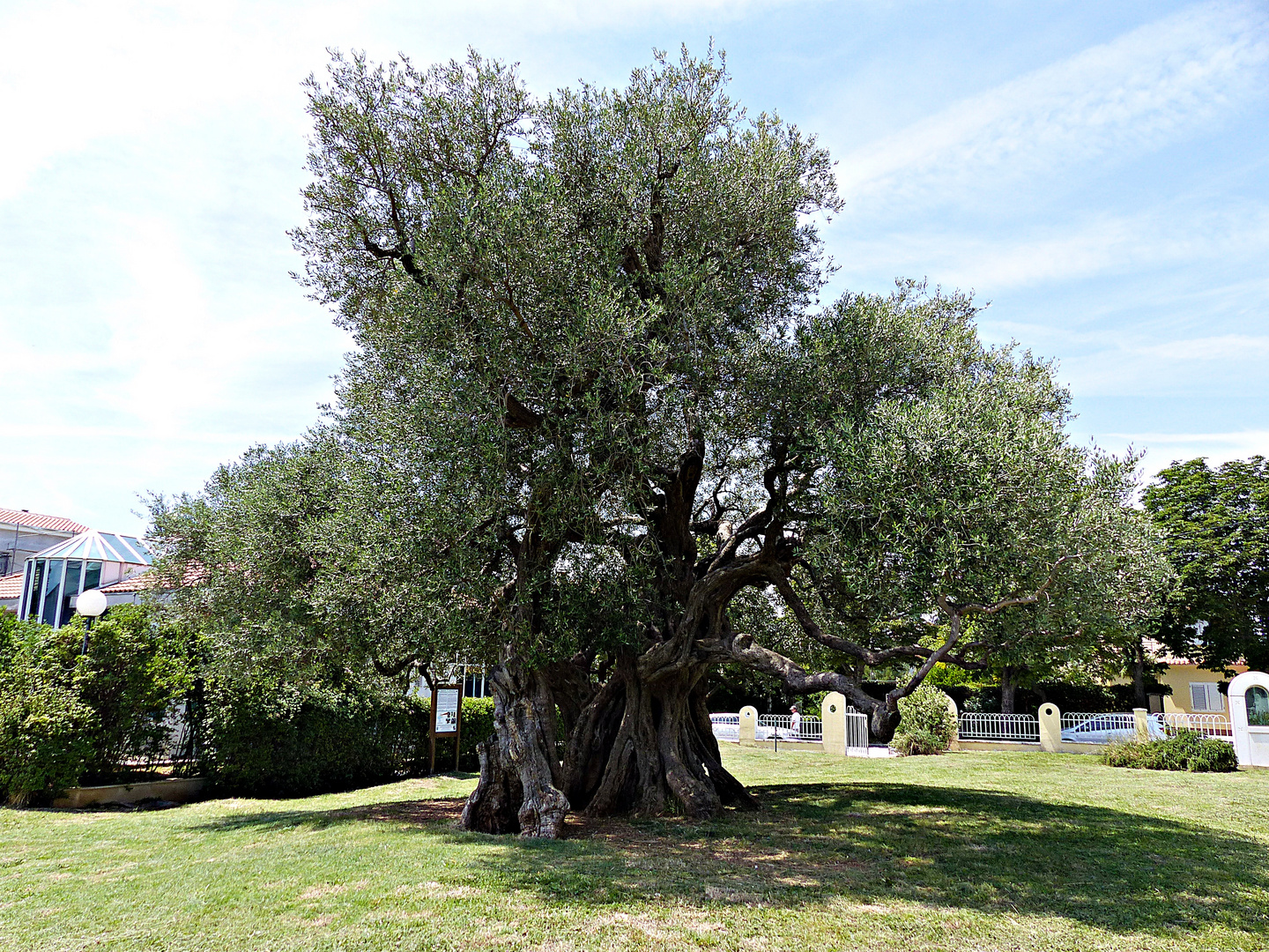 Ein über 1500 Jahre alter Olivenbaum (Stara Maslina)