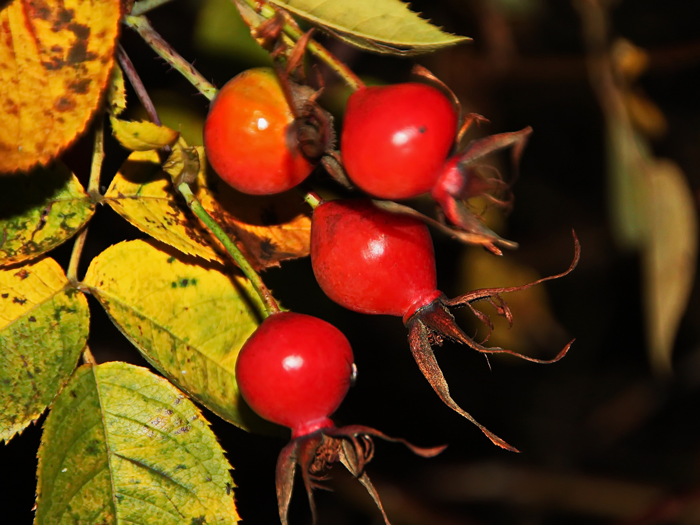 ein Überbleibsel aus dem Herbst