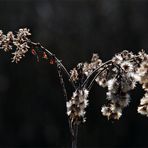 ein Überbleibsel vom letzten Herbst