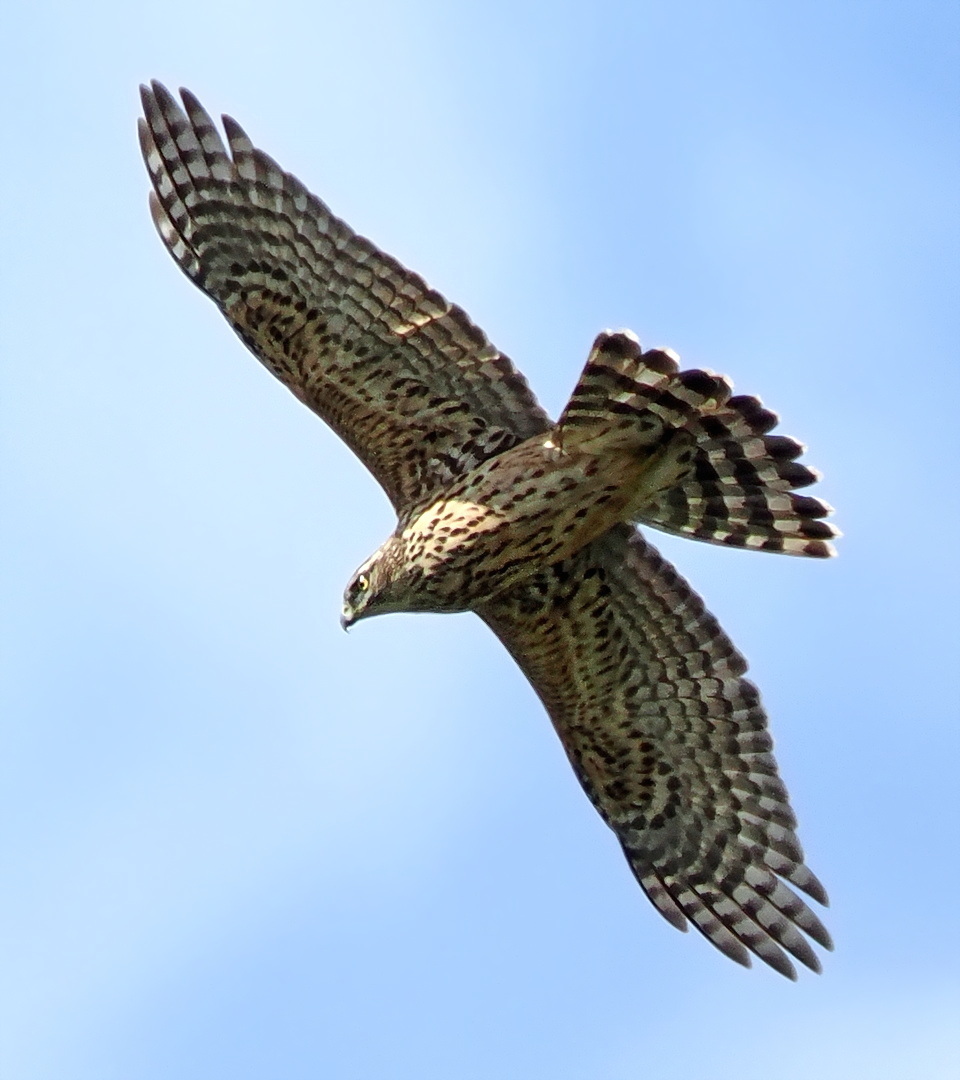 Ein Überflieger