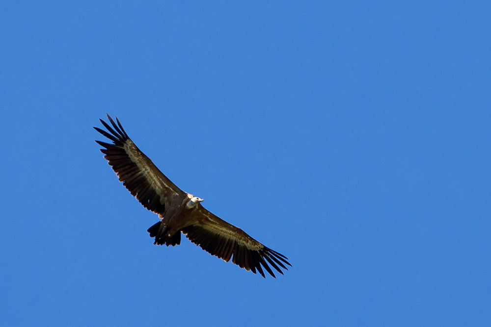 ein Überflieger