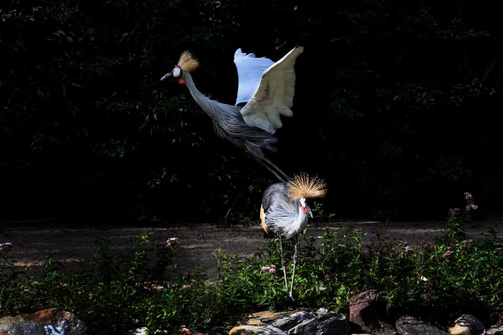 Ein Überflieger