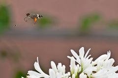 Ein Überflieger