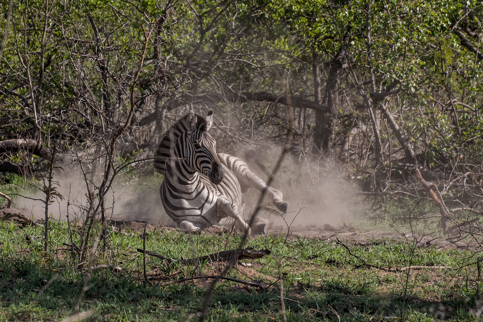 Ein übermütiges Zebra